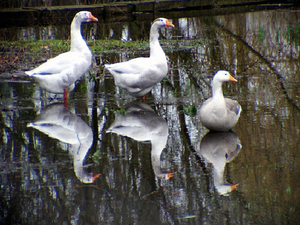 spiegelbeeld
