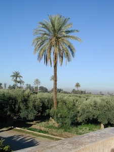 Maroc (131)