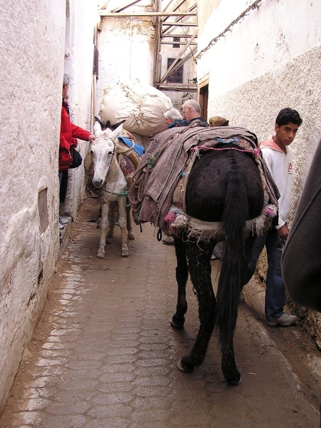 Maroc (421)