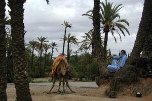 Maroc (544)