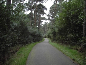 Door de bossen.