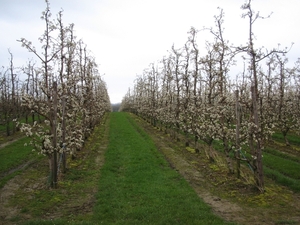 Hendrieken (10)
