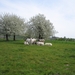 borgloon 27-4-08 010