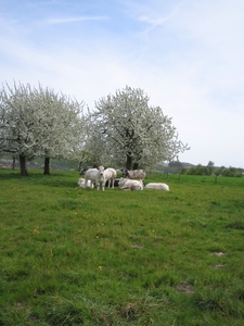 borgloon 27-4-08 010