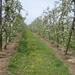 borgloon 27-4-08 011