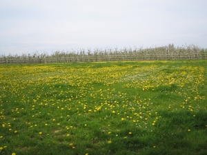 borgloon 27-4-08 014