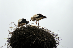 Planckendael.