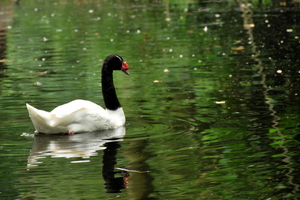 Planckendael.