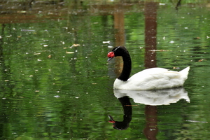 Planckendael.