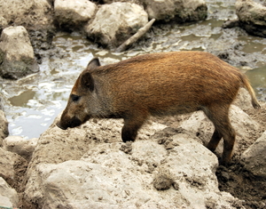 Planckendael.