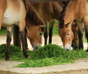 Planckendael.