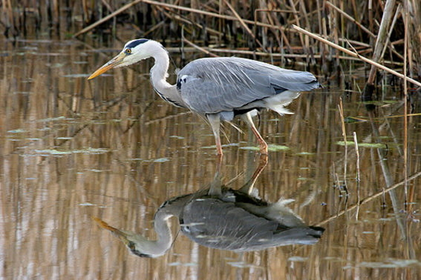 Blauwe reiger