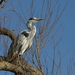 Blauwe reiger