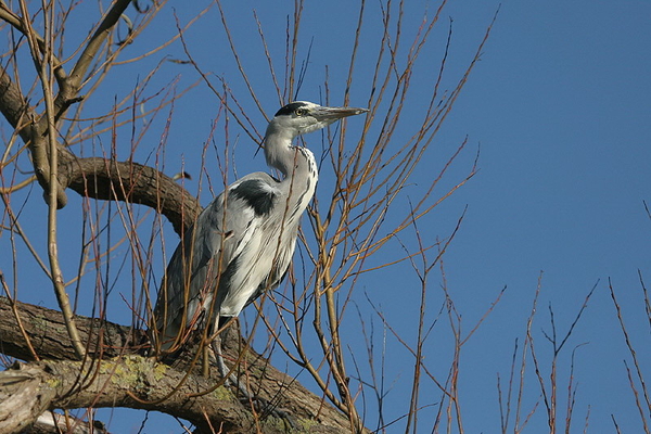 Blauwe reiger