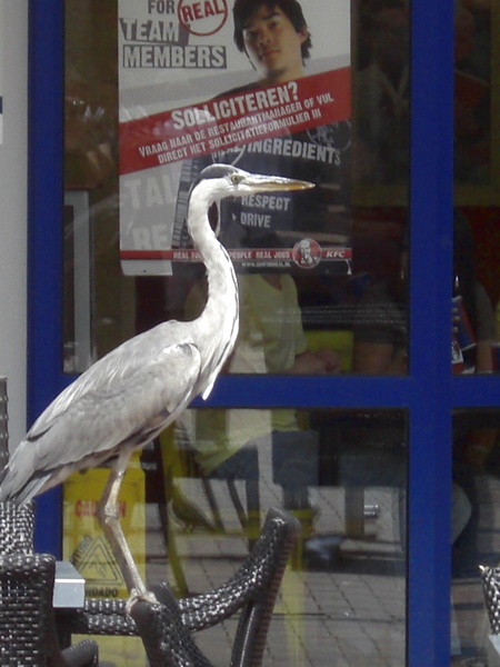 Blauwe reiger