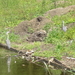 29 Juni 2008 Blauwe reiger