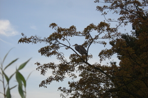 Blauwe reiger