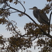 Blauwe reiger