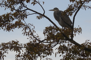 Blauwe reiger