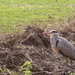 Blauwe reiger