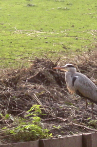 Blauwe reiger