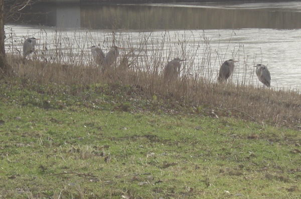 Bijlmerpark ,reigers