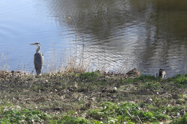 reiger,bijlmerpark, lentedag,