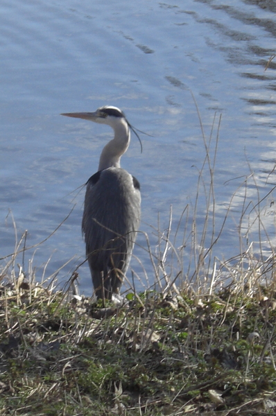 Water ,kijken ,reiger,bijlmerpark,