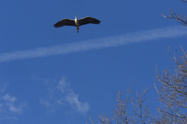 weggevlogen ,reiger,lucht,park,