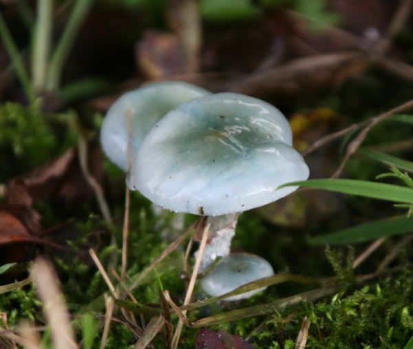 05827   GROENE ANIJSTRECHTERZWAM