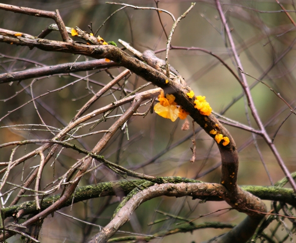 07793   GELE TRILZWAM