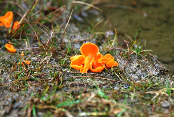 0843  GROTE ORANJE BEKERZWAM