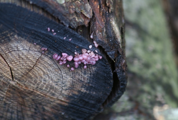 08434  PAARSE KNOOPZWAM