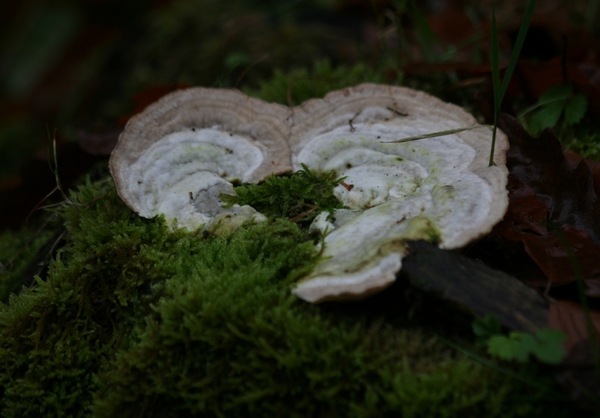 08853  RUIG ELFENBANKJE