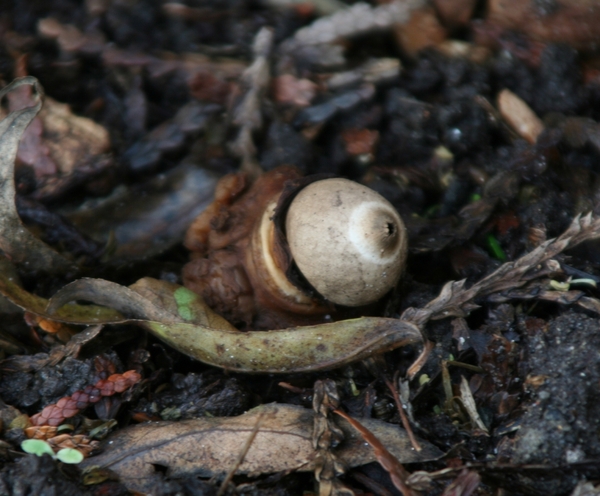 09531   GEKRAAGDE AARDSTER