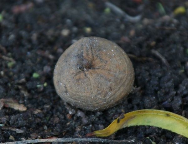 09558   GEKRAAGDE AARDSTER