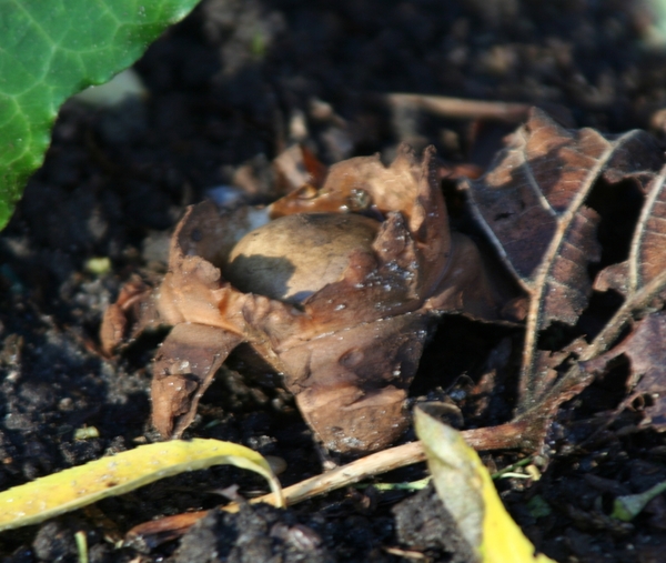 09580   GEKRAAGDE AARDSTER