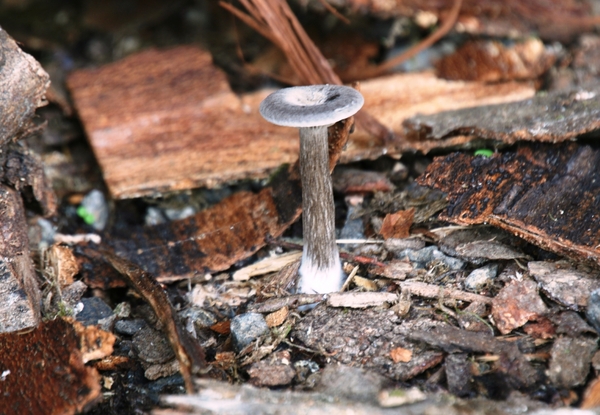 09378   BRUINE SCHIJNTRECHTERZWAM