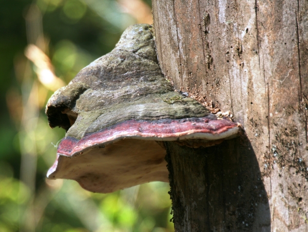 IMG_9129  TONDERZWAM