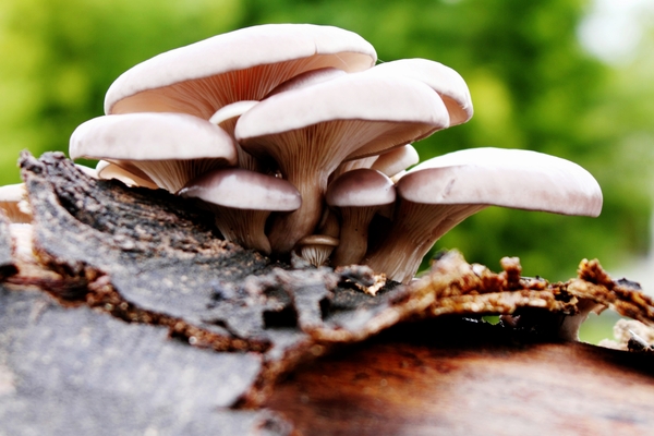 DPP_1137  GEWONE OESTERZWAM