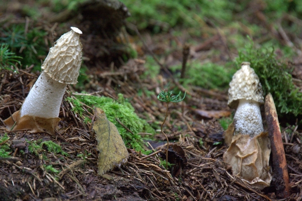 IMG_3690   GROTE STINKZWAM