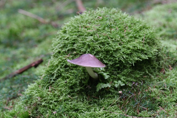 IMG_0194  GEWONE HERTENZWAM