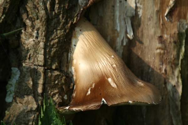 IMG_7269   OESTERZWAM