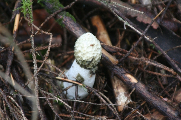 IMG_2305   GROTE STINKZWAM