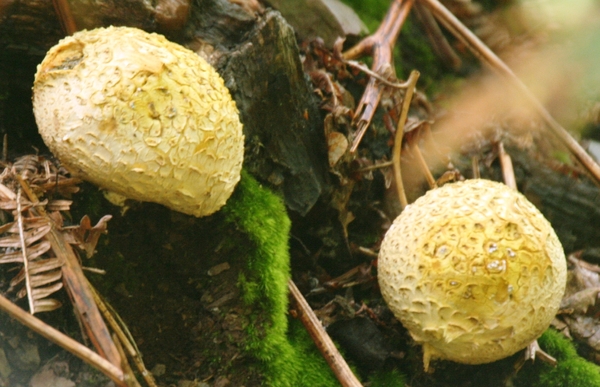 IMG_2359   AARDAPPELBOVIST