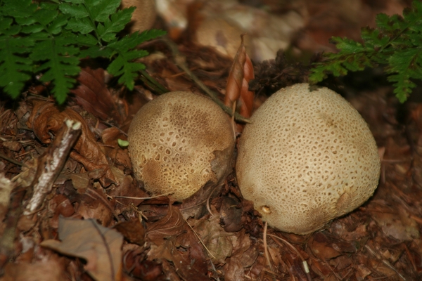 03849   GELE AARDAPPELBOVIST