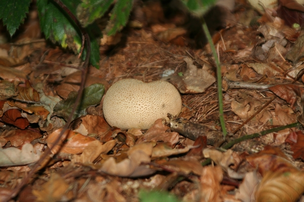 03851   GELE AARDAPPELBOVIST