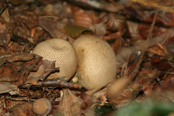 03887   GELE AARDAPPELBOVIST