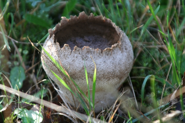 03702   RUITJES BOVIST