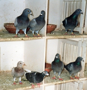 Enkele kweekkoppels.